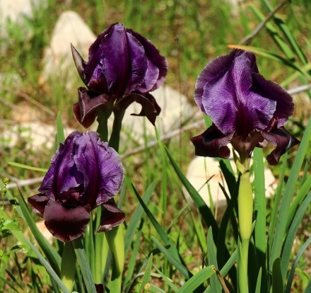 אירוס הגלבוע. כל המשפחה בסכנה. צילום: שני גלייטמן, קקל